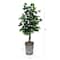 3ft. Artificial Double Trunk Ficus Tree in Metal Planter